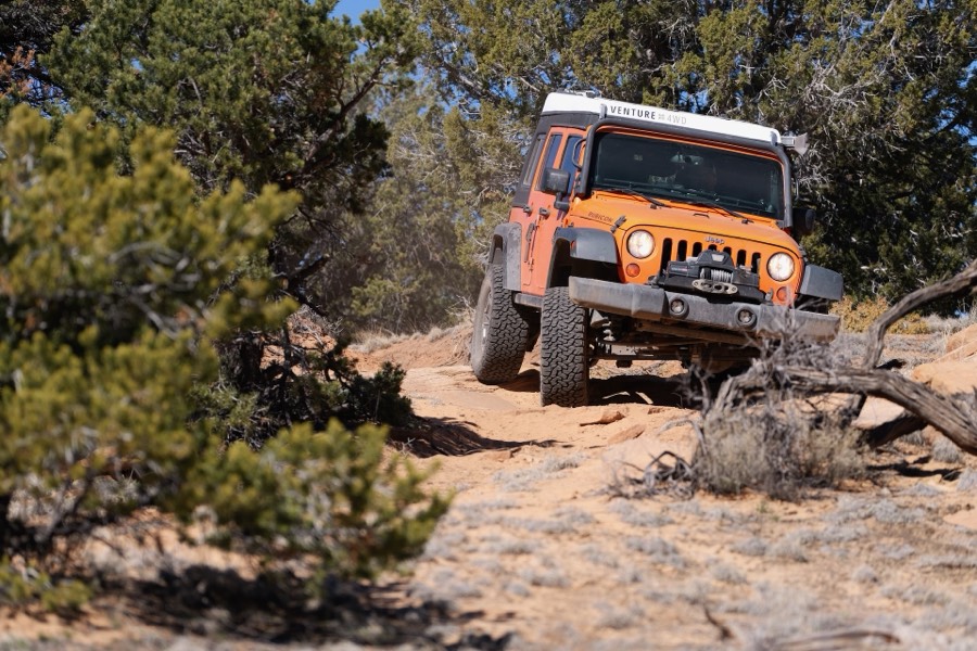 On the trail among junipers